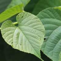 Cissus latifolia Lam.